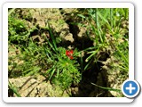 IMG_2745ab